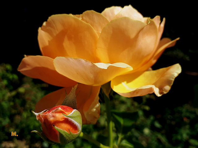 Si votre coeur est une rose, votre bouche dira des mots parfumés.