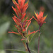 Wyoming Paintbrush