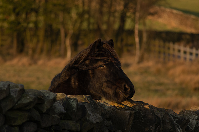 Horse looking over the wall