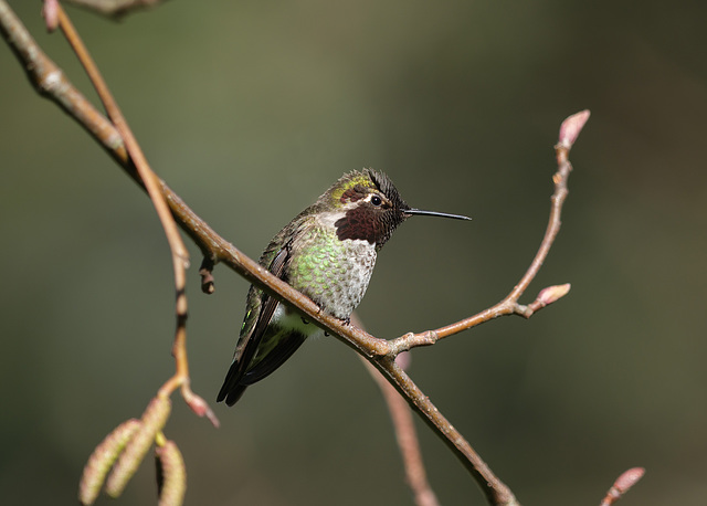 Anna's Hummingbird