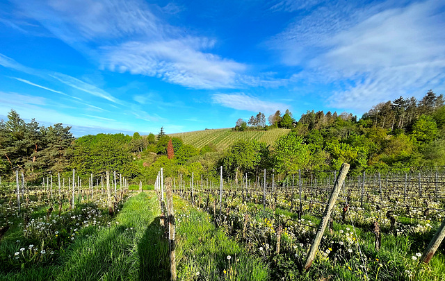 Weinberge im Mai