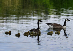 The goose family