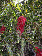 Callistemon flowers