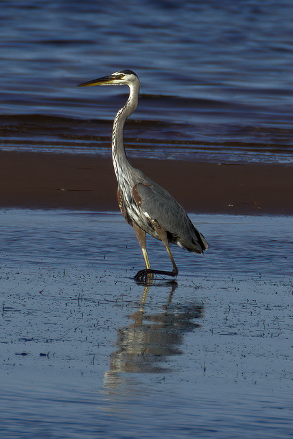 heron posing