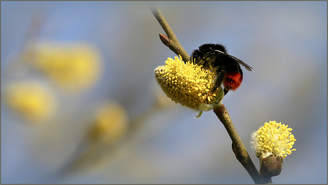 Abuser du pollen