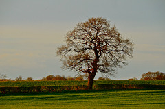 Lone Gnosall tree