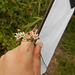 DSCN1409 - alho-bravo Nothoscordum gracile, Amaryllidaceae