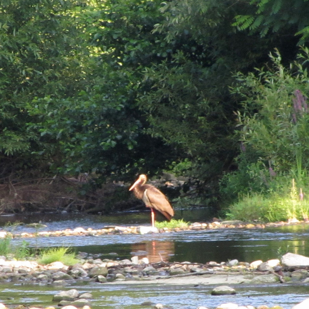 Black stork