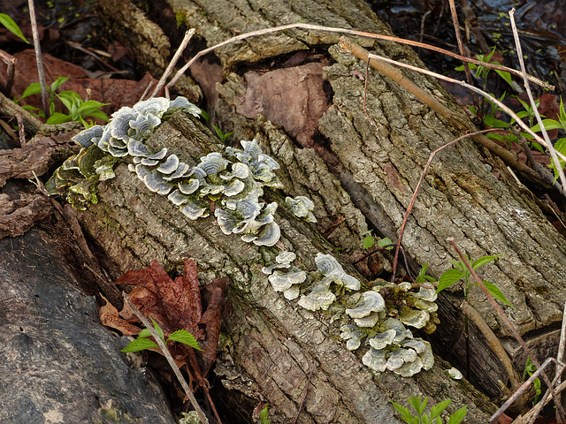 Day 3, fungi, Pt Pelee, Ontario