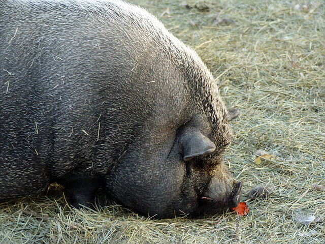 Pig at the Saskatoon Farm