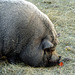 Pig at the Saskatoon Farm