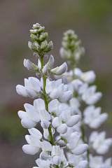 Elegant Lupine