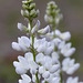 Elegant Lupine