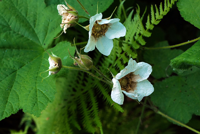 Rubus parviflorus, Sequoia national Park USA L1020235