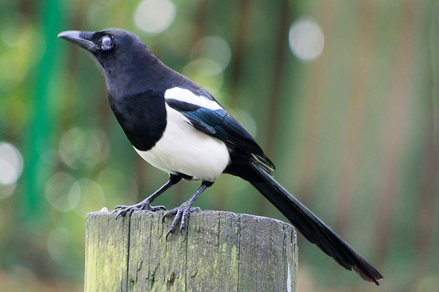 Posing magpie