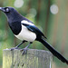 Posing magpie