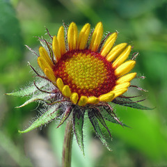 Opening Gaillardia flower