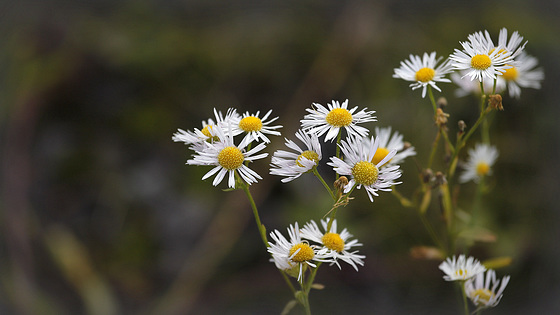 Vergerette annuelle