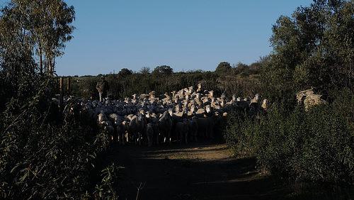 Penedos, Rebanho do Américo