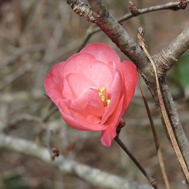 Flowering quince