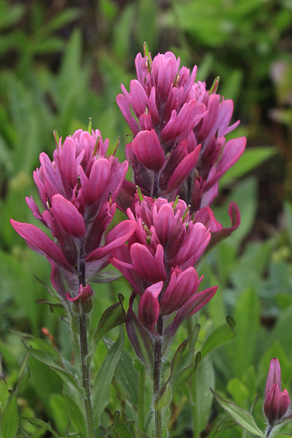 Rose Paintbrush