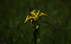 Yellow Flag Iris