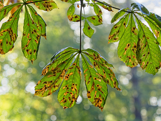 Dying Leaves