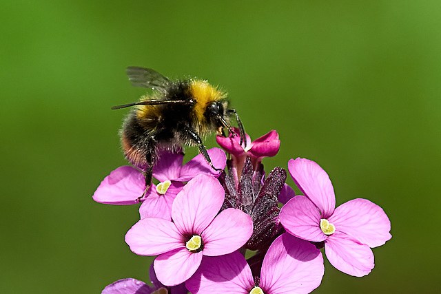 Red-Tailed Bumble Bee - Bombus lapidarius