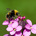 Red-Tailed Bumble Bee - Bombus lapidarius