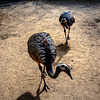 20240825_Aschersleben Tierpark (Nikon D800+Nikon D2x)