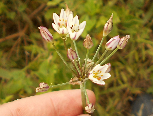 DSCN1410 -alho-bravo Nothoscordum gracile, Amaryllidaceae