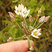 DSCN1410 -alho-bravo Nothoscordum gracile, Amaryllidaceae