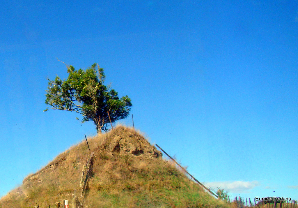 Lone tree.