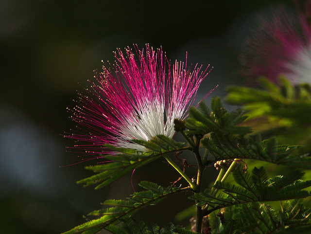 Flower EF7A6004