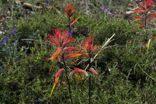 Castilleja affinis, Page USA L1010605