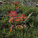 Castilleja affinis, Page USA L1010605