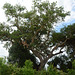 Uganda, Family of Lions on a Fig Tree