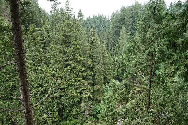 Douglas Firs At Capilano