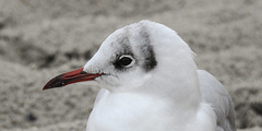 20190903 5721CPw [D~VR] Lachmöwe, Zingst