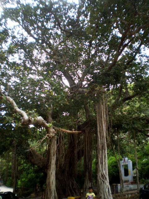 Tree in the parking.