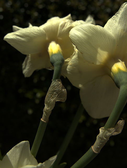 Creamy Daffodils
