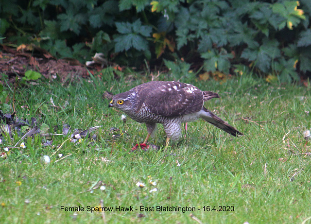 Sparrowhawk female in an East Blatchington garden - 16 4 2020