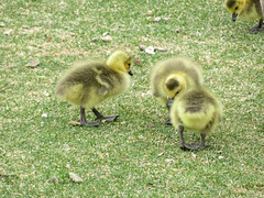 Gosling lunch break