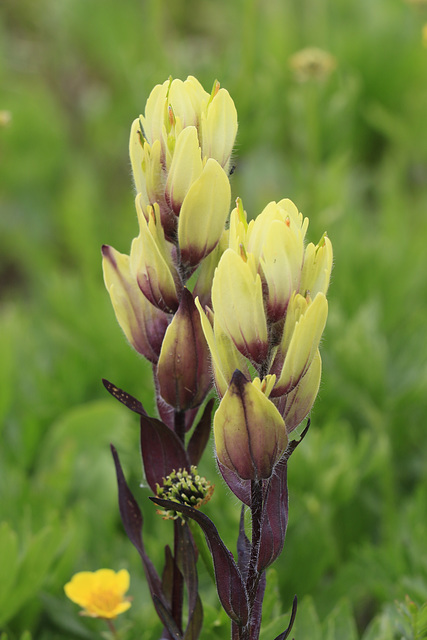 Varied Paintbrush