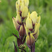 Varied Paintbrush