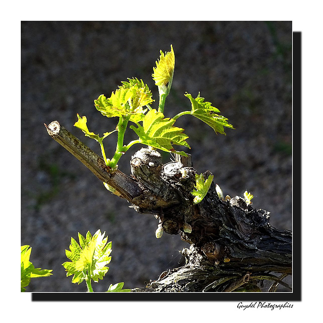 Noueux comme un pied de vigne !