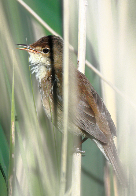 EOS 90D Peter Harriman 08 05 11 67271 reedWarbler dpp