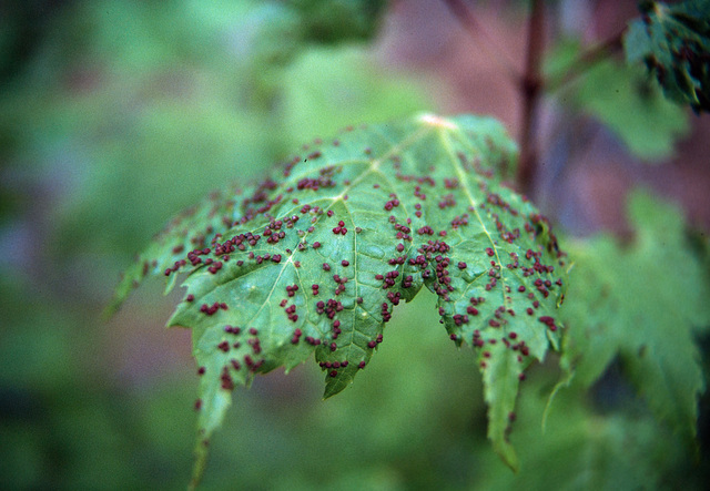 Green Leaf