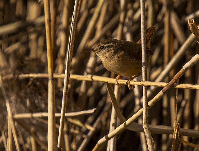 Cetti's warbler