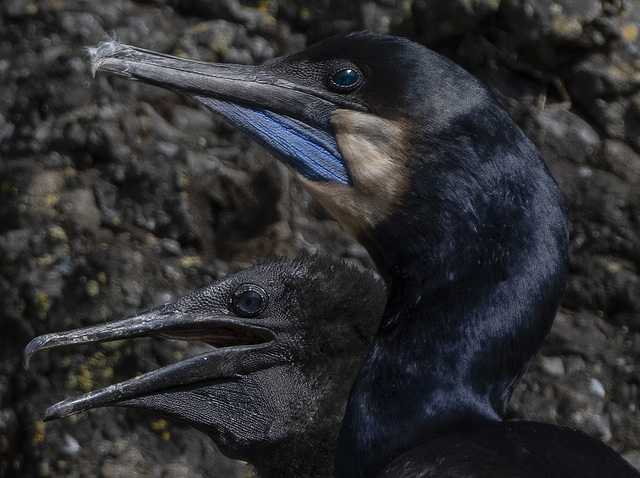 Brandt's Cormorant